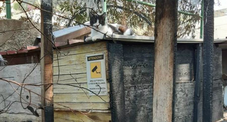 colonia felina reggio calabria