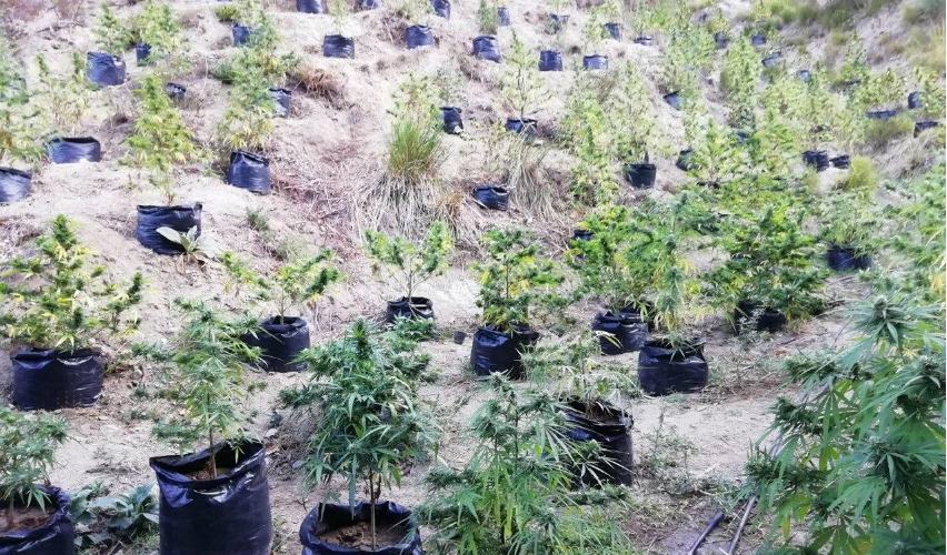 Coltivavano canapa indiana nascosta in una fitta vegetazione: arrestate due persone 53 coltivazione marijuana