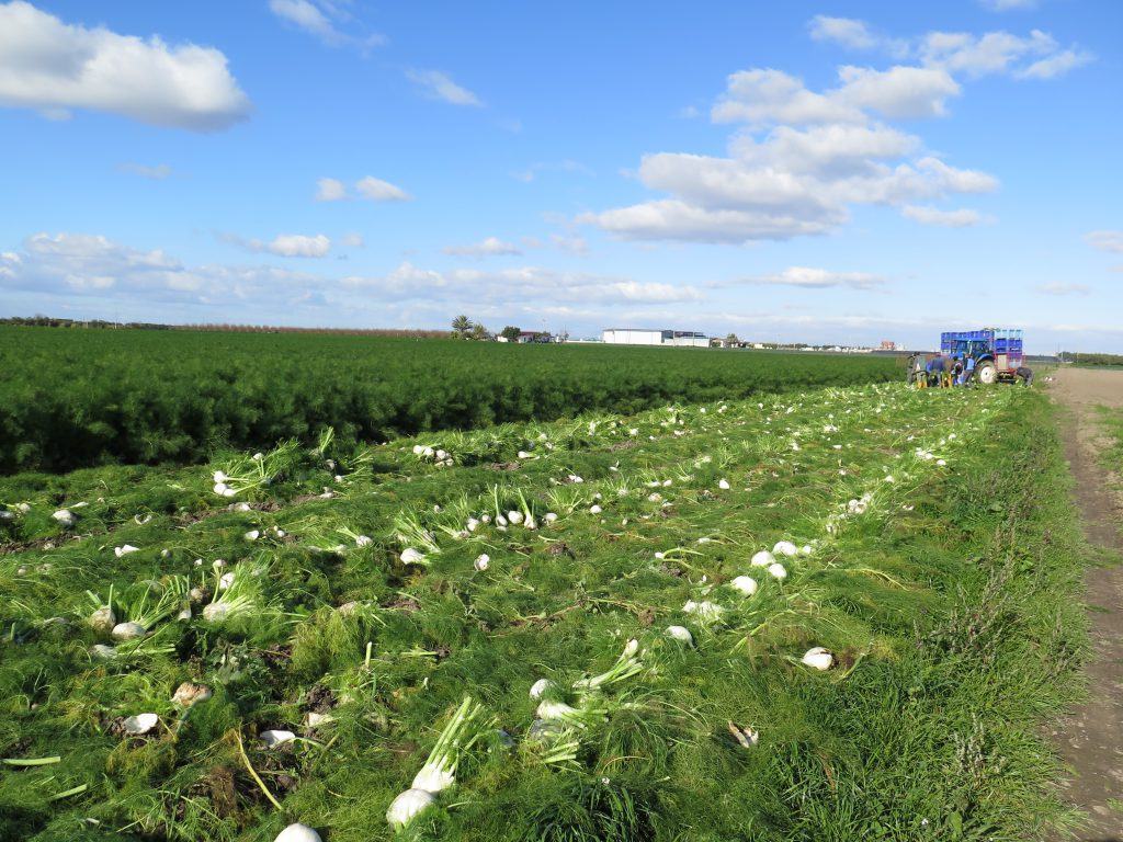 coltivazione finocchi 1024x768 1