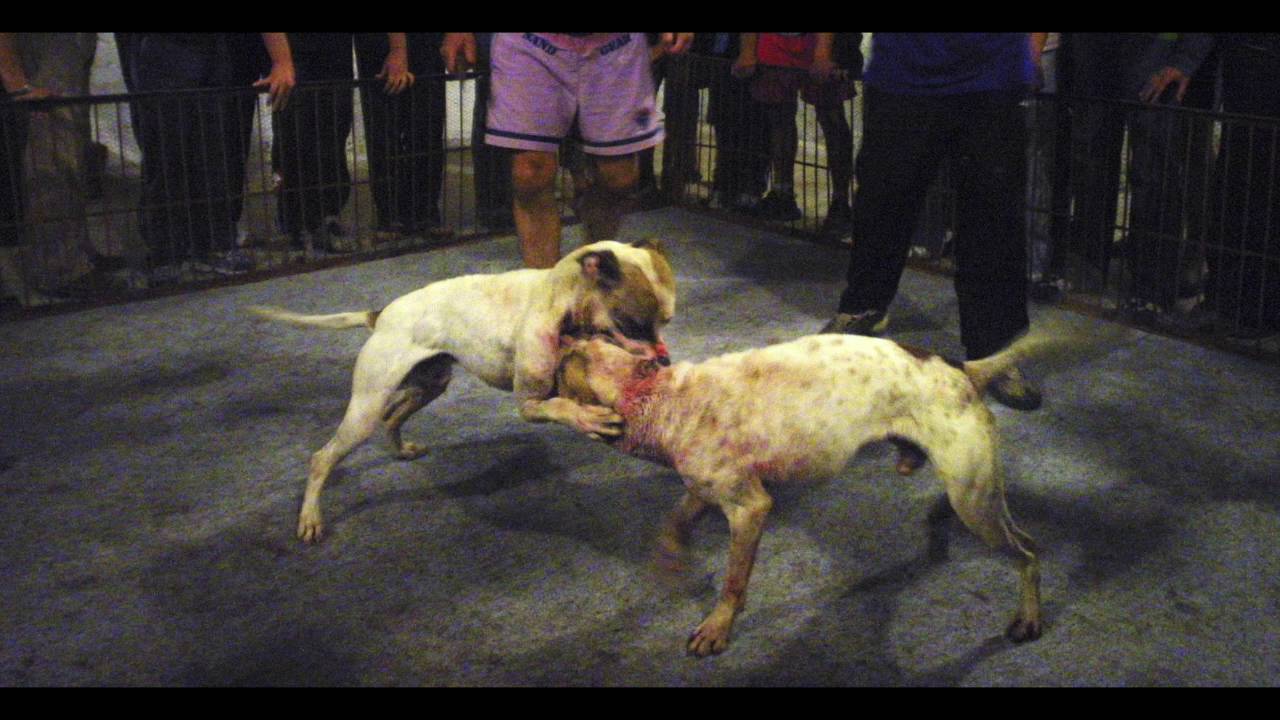 combattimenti cani