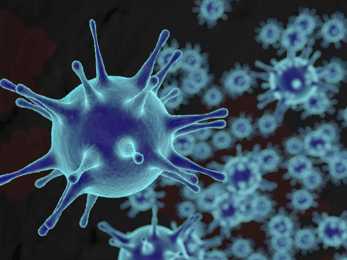 come funziona il sistema immunitario 1200 900