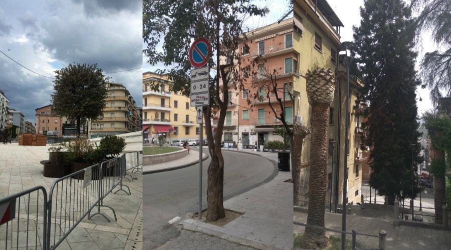 comitato alberi verdi cs