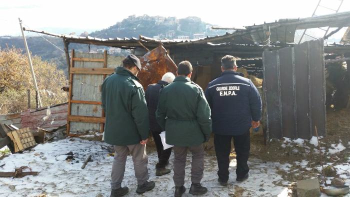 controllo allevamento