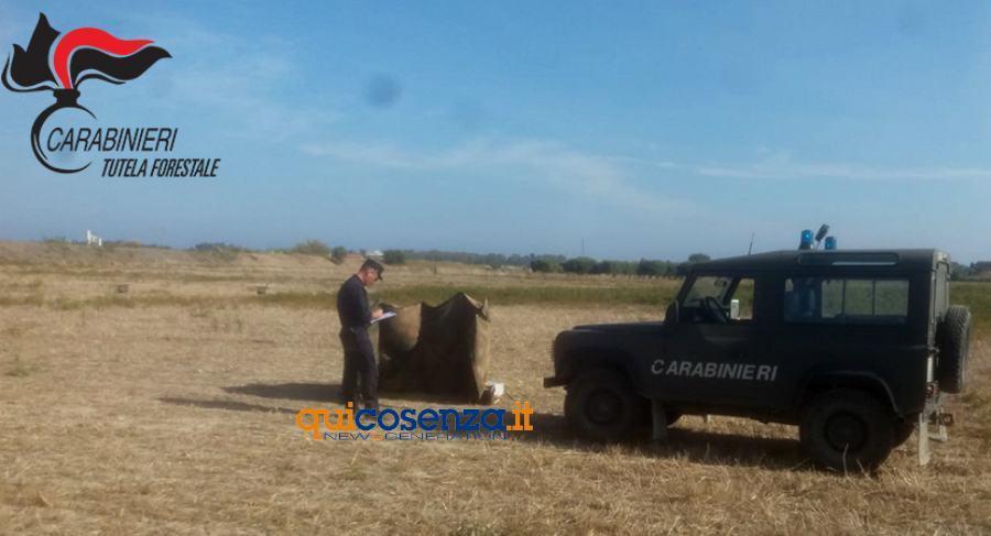 controllo caccia villapiana carab forestali