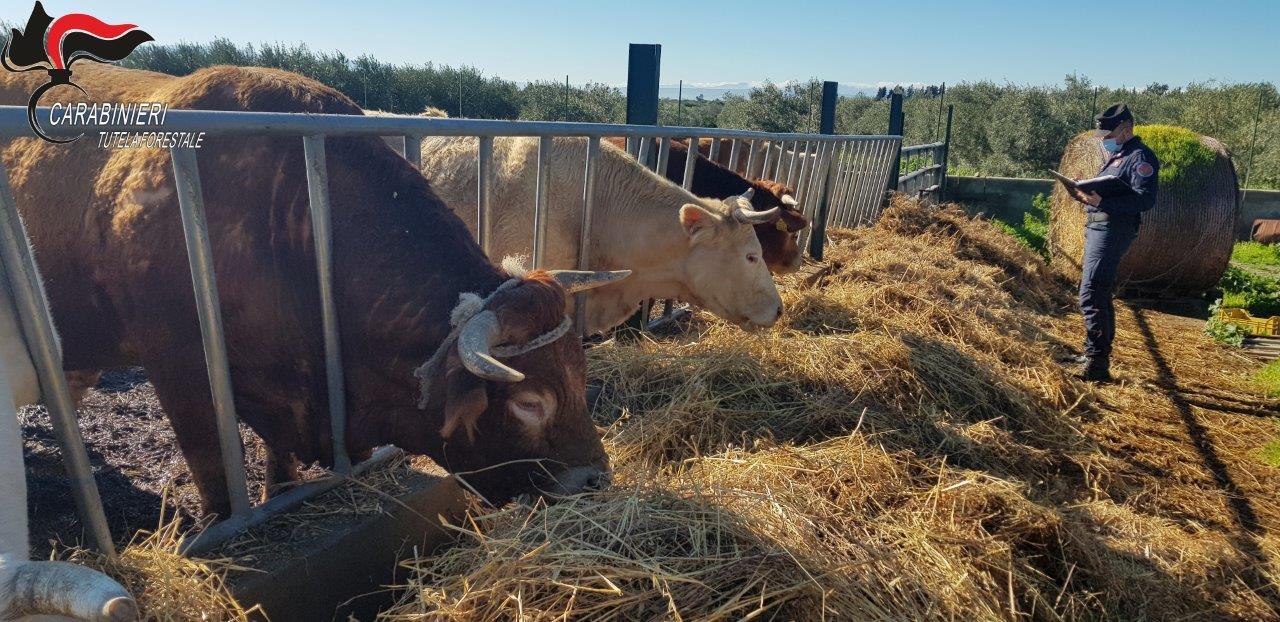 Animali tenuti tra i rifiuti, denunciato allevatore di Cerchiara 53 controllo cc forestale Cerchiara
