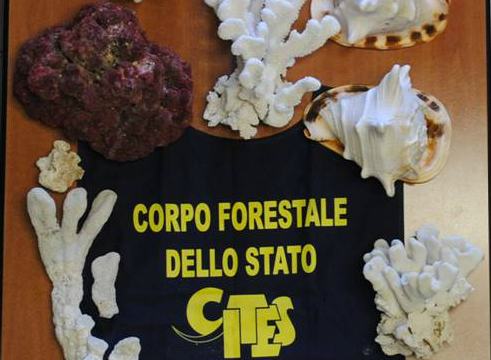 coralli-e-conchiglie