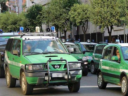 Taglia abusivamente 150 ulivi, maxi multa per un cassanese 51 corpo forestale dello stato