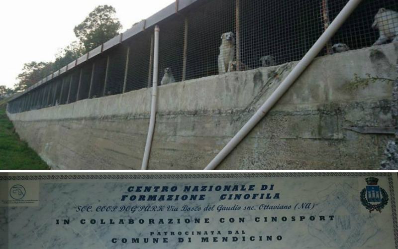 Mendicino, se il corso di formazione è promosso dai titolari del "canile" finito sotto inchiesta 53 corso cino sport