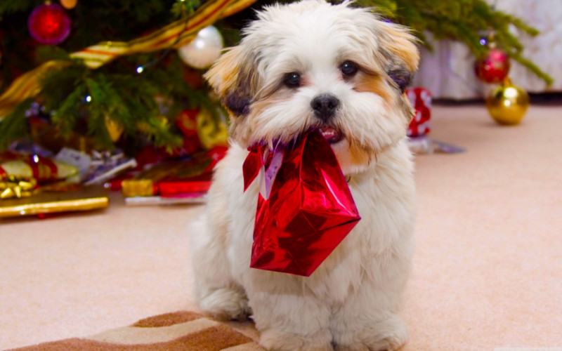 cosa regalare ad un cane a natale