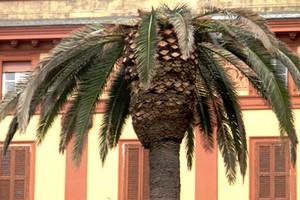 cosenza palma punteruolo rosso