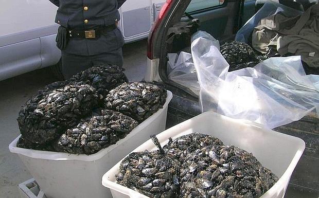 cozze 620x385 1