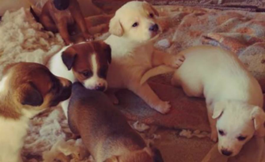 cuccioli 1