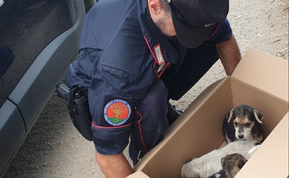 cuccioli abbandonati nel vibonese