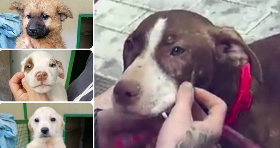 cuccioli e randagio salva anziano