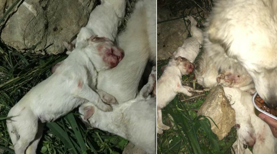 cuccioli massacrati a cutro kr