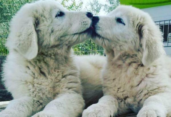 Arrivano i guardiani della Sila: 20 cuccioli di maremmano sorveglieranno il bestiame 53 cuccioli