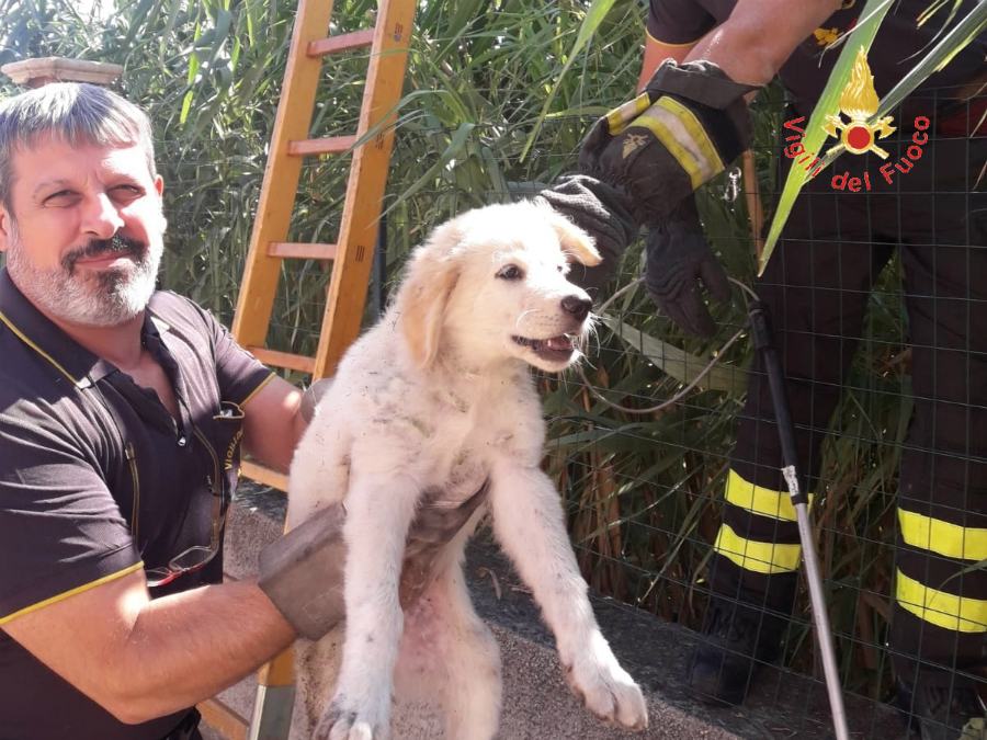 cucciolo salvato vigilfuoco