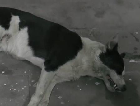 d191dfbd3b136b36327b99f09f5111ad