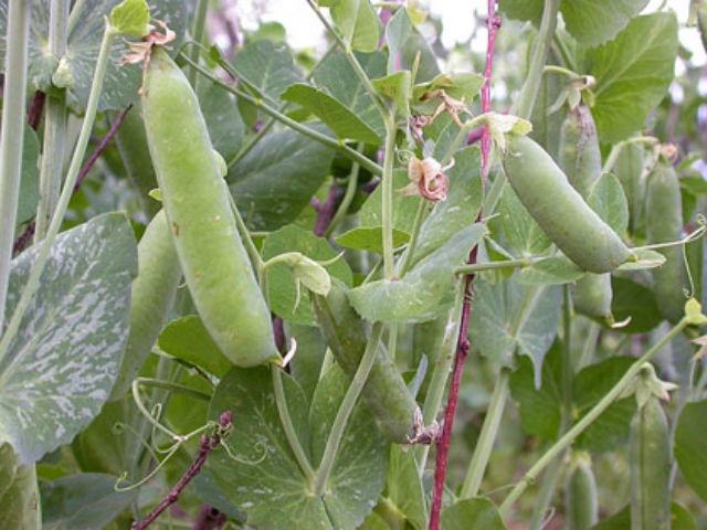 d26f6effd4292ac65804886ced264e39