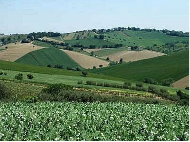 Oliverio intende investire nell'agricoltura, 50mila euro per ogni giovane imprenditore 51 d8fb63d495b6571268a3de2452581f36