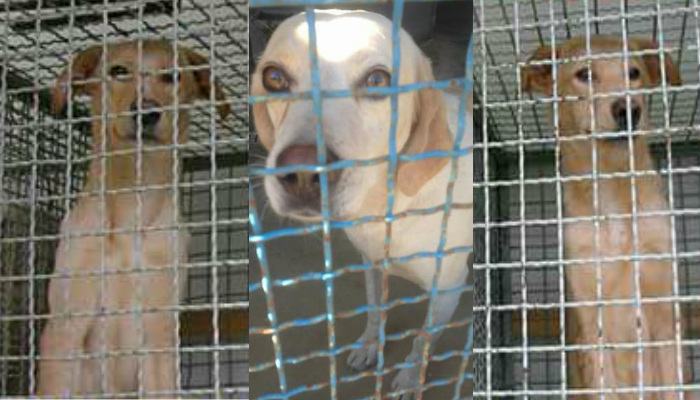 da adottare Calippo tito e cristaldo