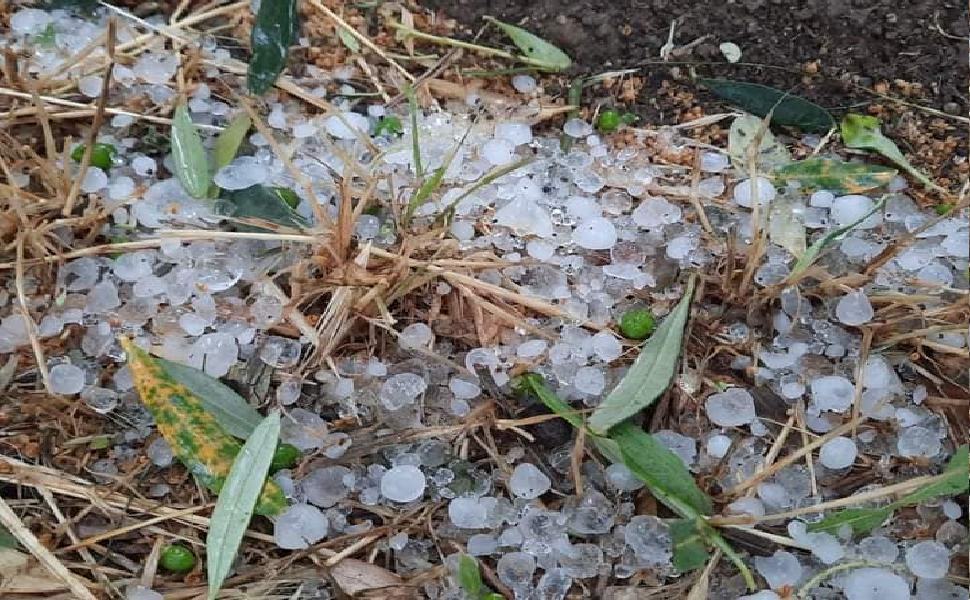 danni agricoltura cosentino 1