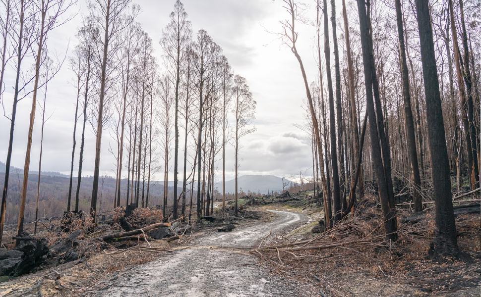 Allarme 'verde' in Calabria, avanza la perdita delle aree destinate all'agricoltura 51 deforestazione 2 1