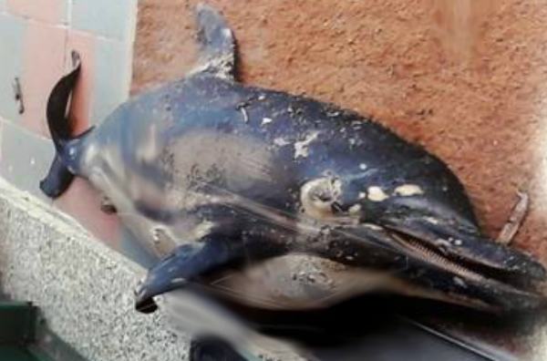 delfino morto