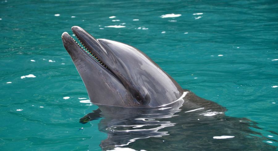delfino