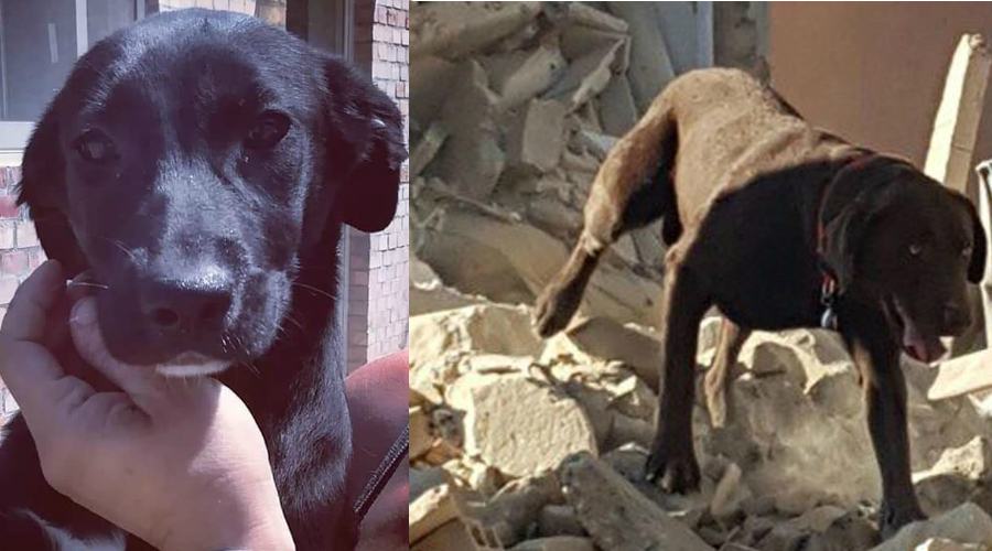 delly e cane da macerie 1