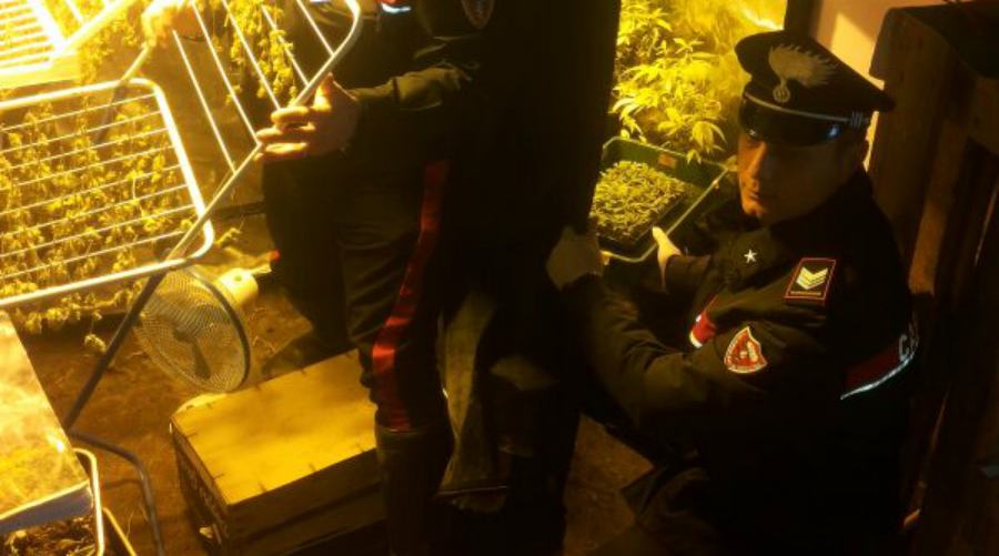 droga essiccata arma cop