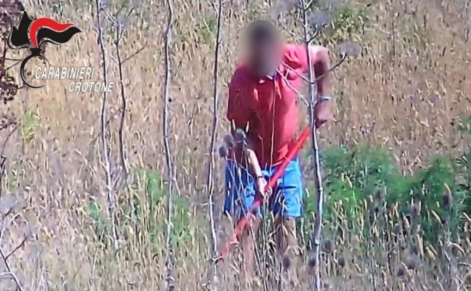 Scoperte quattro piantagioni di marijuana: arrestate sei persone 51 droga crotone 6 892x499 1