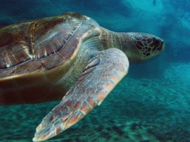 Oasi Mediterranea, tartarughe marine sulla costa calabrese 51 e20c927e4963fe7b9deb655043ca88a7