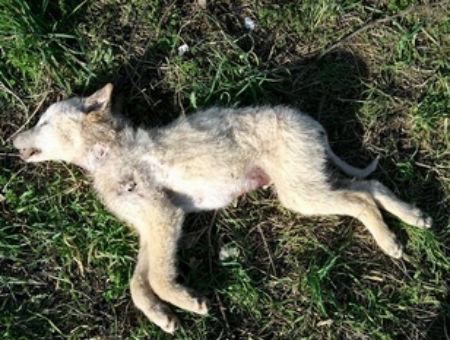 e4fef63ec783a02b3f96a38380859954