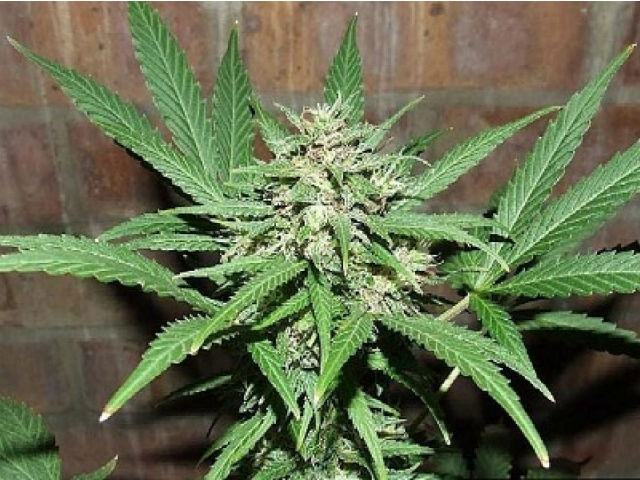 e73419f2df118c8e86a369c577fef3d7