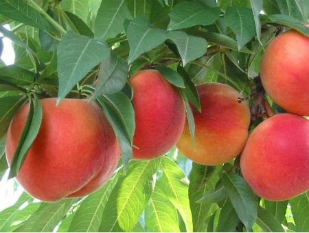 Coltivatori Di Agrumi E Pesche Della Sibaritide In Ginocchio Quicosenza