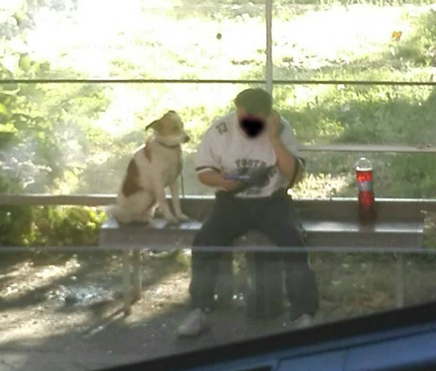 Cane preso a calci e a pugni, un cittadino allerta l'Arma e salvano l'amico a quattro zampe 74 e9df50aa 1ad9 40d7 93f1 e20ce80109ad