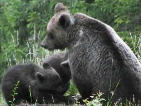 ed9110599ea2ba74c231b17b4567d698