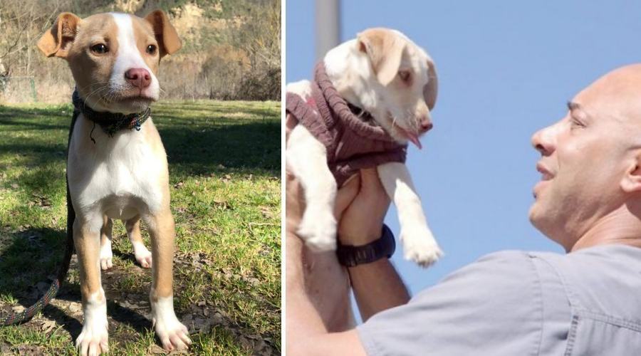 edo e veterinario strada