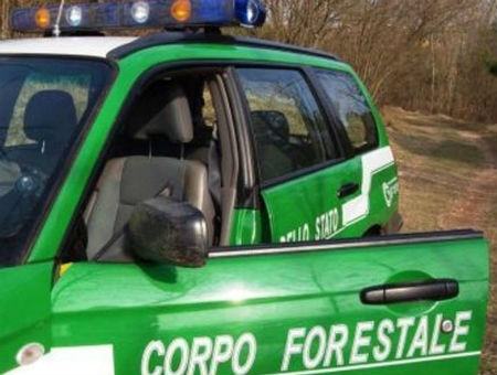 Distruggono un bosco per costruire abitazioni, sequestrata l'area 77 ee326afe1cdfac43aeacde839c4d21cd