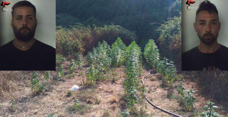 eloquente e napoli piantagione marijuana