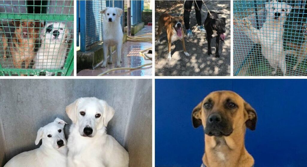 Emergenza a Donnici: troppi abbandoni, il canile è pieno. Tucson, il randagio "assunto" 3 emergenza canile e tuson prime 01