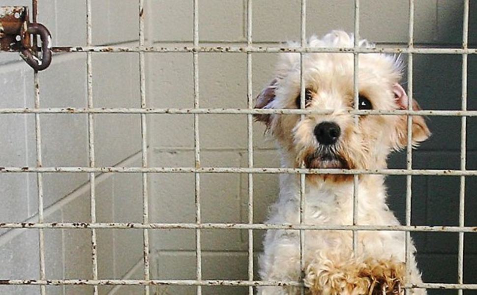 Scalea, “Zero cani in canile”: al via le microchippature 51 emergenza randagismo
