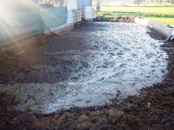 Rende, il cattivo odore e l'inquinamento del torrente Emoli è stato provocato da un allevatore 51 emoli1
