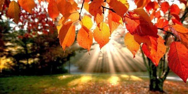 equinozio autunno foglie