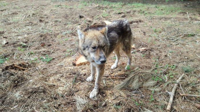 Lupo in difficoltà, recuperato dal Corpo Forestale a Celico 51 esemplare recuperato cane lupo