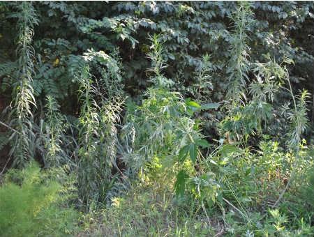 f1dce3a4457911f3d5a85e5381a05273