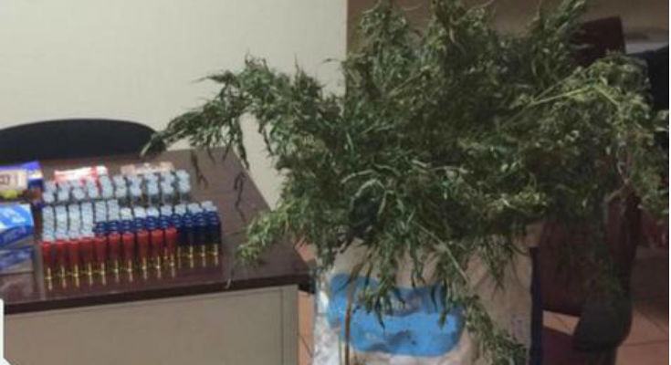 Chili di marijuana e decine di munizioni trovate in casolari abbandonati 53 fa9191097c5f81170c55ba1380fdd640 1