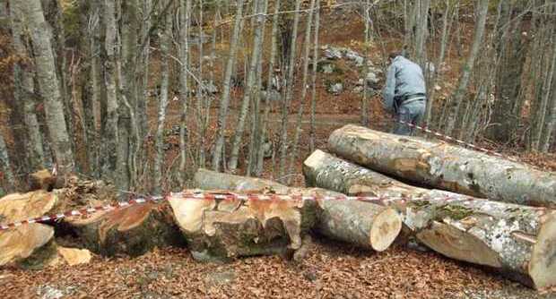 bosco sequestrato curia