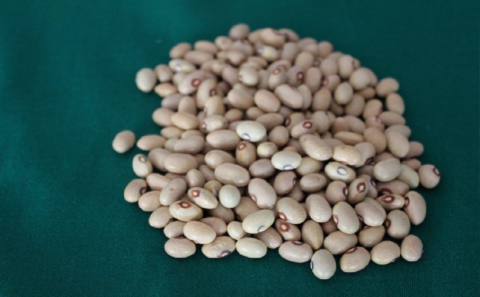 fagioli di calabria 1